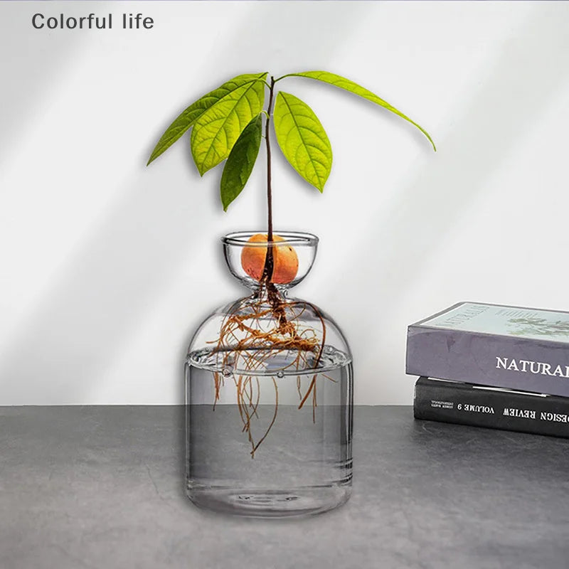 Kit de cultivo de semillas de vidrio para plantas, para amantes de la jardinería, para iniciar semillas de aguacate, jarrón de vidrio transparente.