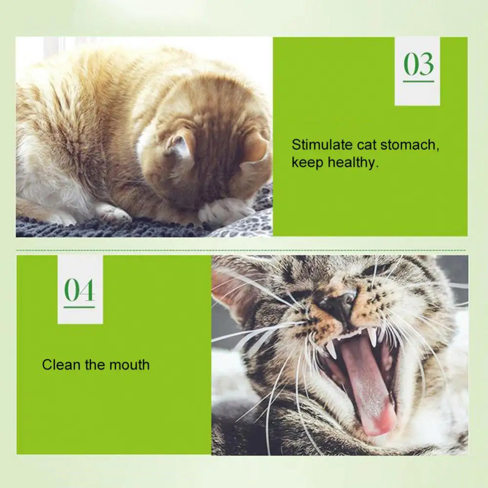 Polvo de menta natural para gatos (5 g/paquete) - Golosinas con sabor a hierba gatera para limpiar la boca de los gatitos