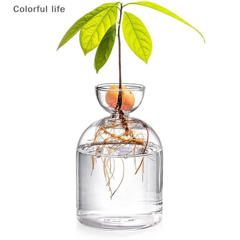 Kit de cultivo de semillas de vidrio para plantas, para amantes de la jardinería, para iniciar semillas de aguacate, jarrón de vidrio transparente.