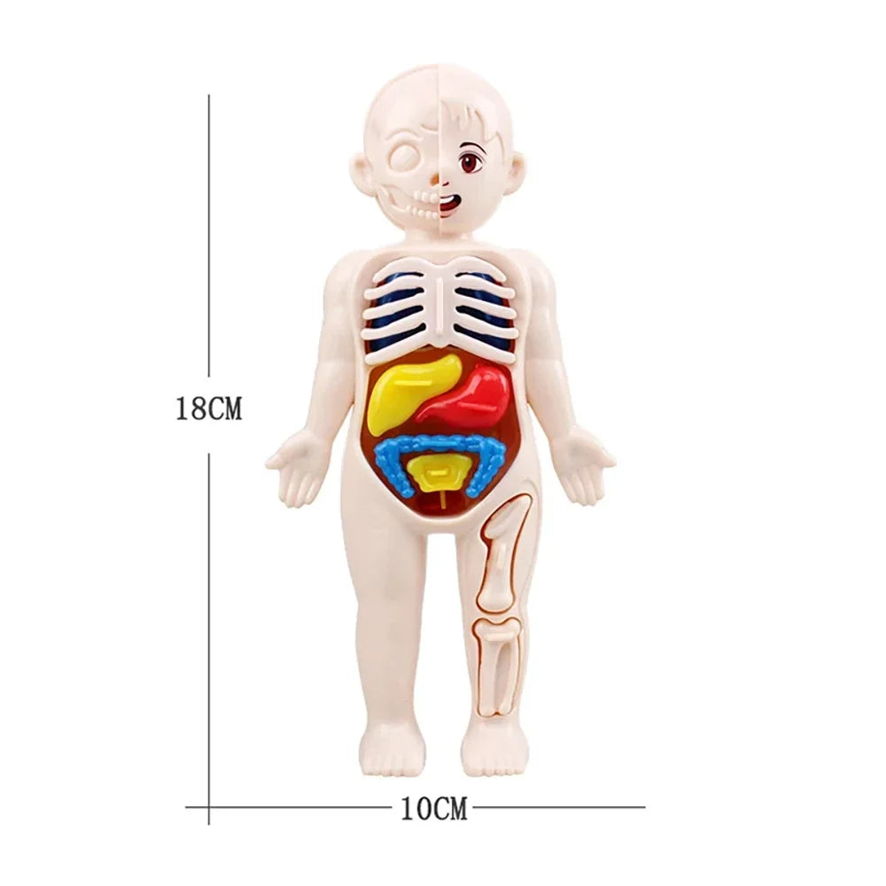 Juguetes Montessori para niños, educación científica, modelo de anatomía de órganos del cuerpo humano, juguetes médicos ensamblados, herramientas de enseñanza para niños.