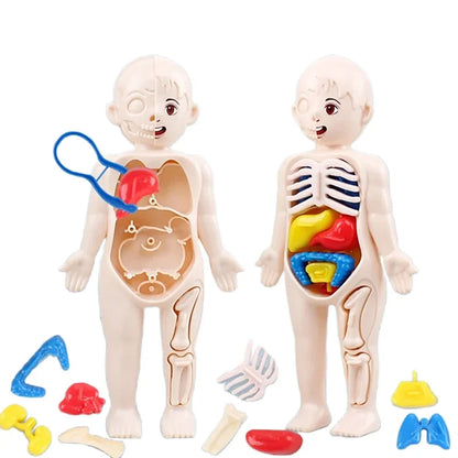 Juguetes Montessori para niños, educación científica, modelo de anatomía de órganos del cuerpo humano, juguetes médicos ensamblados, herramientas de enseñanza para niños.