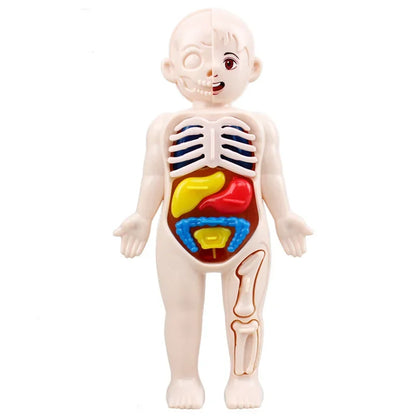 Juguetes Montessori para niños, educación científica, modelo de anatomía de órganos del cuerpo humano, juguetes médicos ensamblados, herramientas de enseñanza para niños.