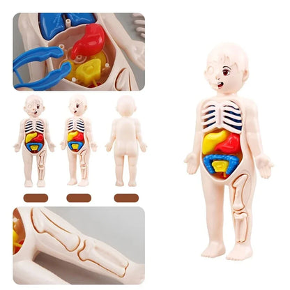 Juguetes Montessori para niños, educación científica, modelo de anatomía de órganos del cuerpo humano, juguetes médicos ensamblados, herramientas de enseñanza para niños.