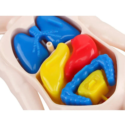 Juguetes Montessori para niños, educación científica, modelo de anatomía de órganos del cuerpo humano, juguetes médicos ensamblados, herramientas de enseñanza para niños.