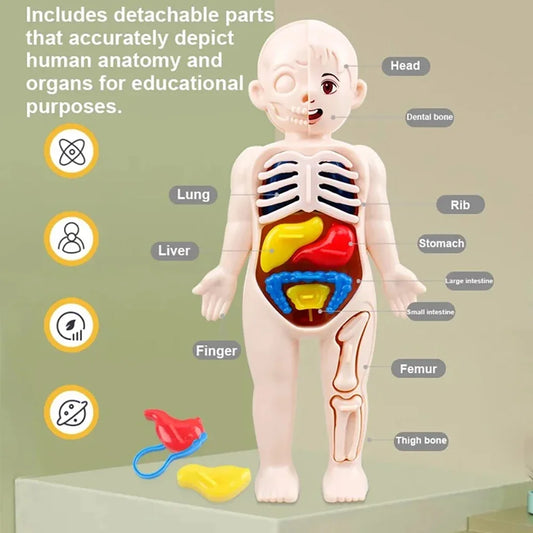 Juguetes Montessori para niños, educación científica, modelo de anatomía de órganos del cuerpo humano, juguetes médicos ensamblados, herramientas de enseñanza para niños.