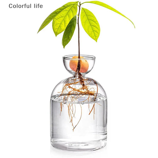 Kit de cultivo de semillas de vidrio para plantas, para amantes de la jardinería, para iniciar semillas de aguacate, jarrón de vidrio transparente.